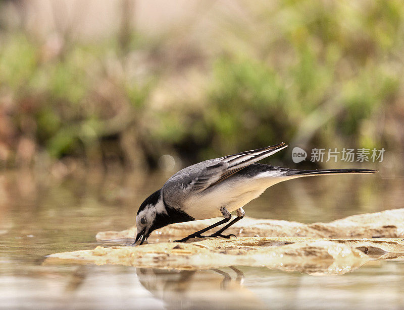 一只白Wagtail, Motacilla alba，在罗马尼亚东部的一个池塘里喝水。